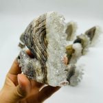 11-pieces-clear-quartz-cluster-squirrel-carving-wholesale-crystals-785235.jpg