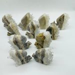 11-pieces-clear-quartz-cluster-squirrel-carving-wholesale-crystals-785235.jpg